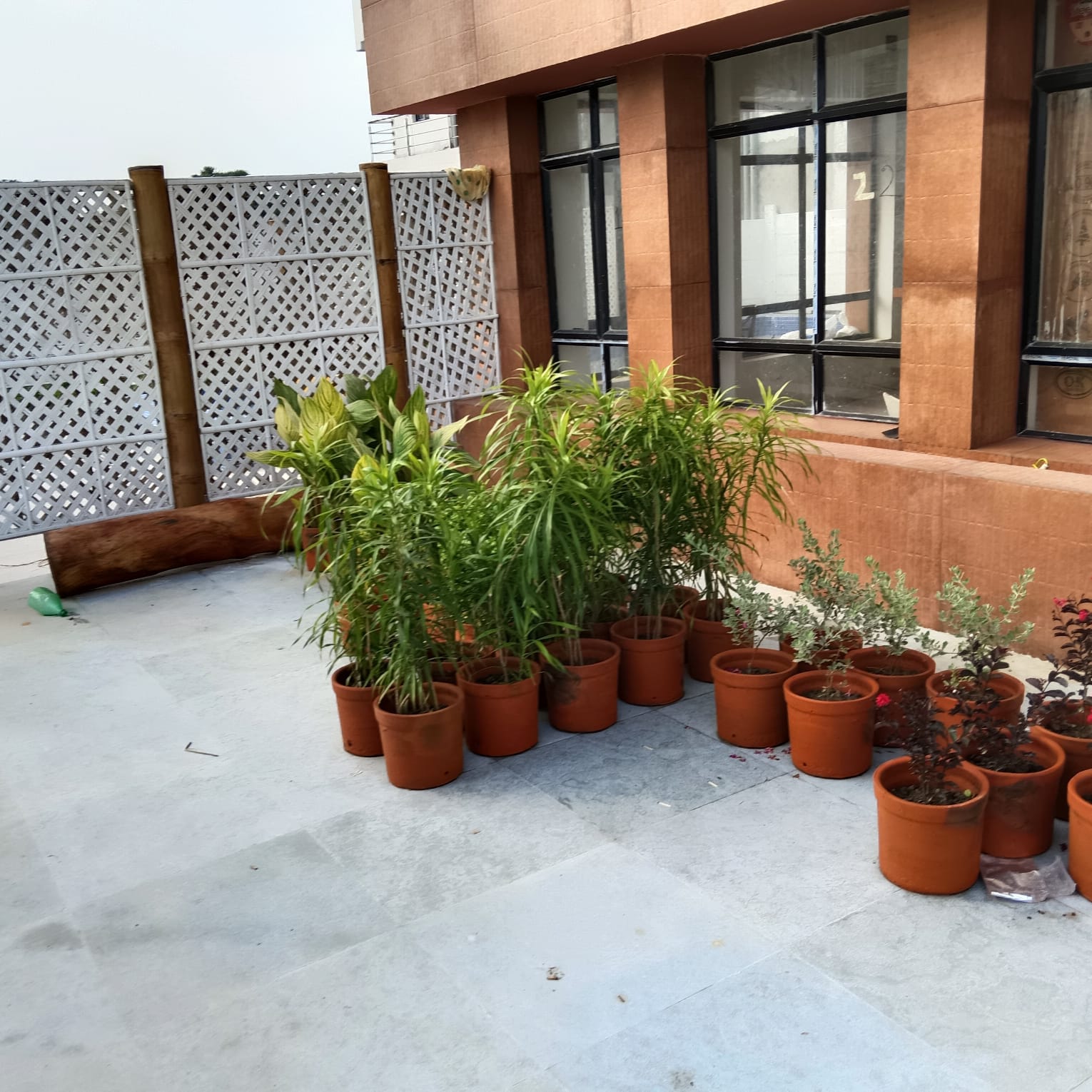 Plants in terracotta pots being staged at entrance